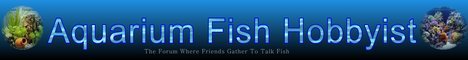Aquarium Fish Hobbyist