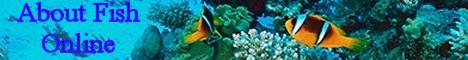 About Fish Online Tropical and Saltwater Fish
